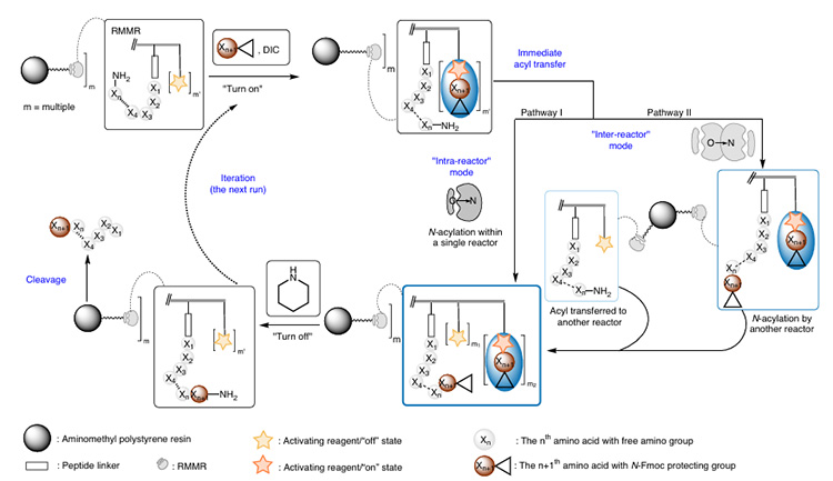 Mechanism of action of RMMRs