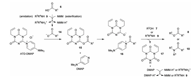 ATD-DMAP Mechanism of Action
