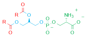 Phosphatidylserine formula Phosphatidylserine formula